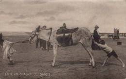 ASINO Animale Vintage CPA Cartolina #PAA114.A - Donkeys