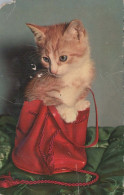 GATTO KITTY Animale Vintage Cartolina CPA #PKE743.A - Cats