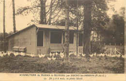 PAS DE CALAIS  AUCHY Les HESDIN  Aviculture Du Haras De Blingel - Hesdin