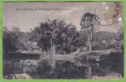 CPA Giant Bamboos At Peradeniya Gardens Ceylon Bambou Geant Sri Lanka Cachet Poste Maritime Marseille à Kobé - Sri Lanka (Ceylon)