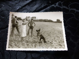 P-133 , Photo Animal ,  Chien Berger Allemand  Sur La Plage - Other & Unclassified