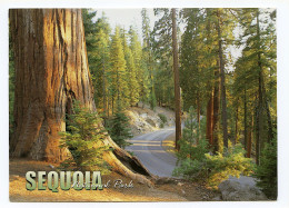 SEQUOIA National Park - Other & Unclassified