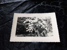 P-140 , Photo Animal , Chien Lévirer Devant De Jolies Fleurs, Circa 1940 - Altri & Non Classificati