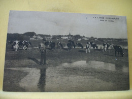 40 3470 CPA - 40 LA LANDE PITTORESQUE - DANS LES JUNKAS - ANIMATION. TROUPEAU DE VACHES - Crías