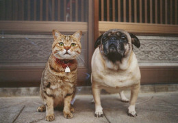 HUND Tier Vintage Ansichtskarte Postkarte CPSM #PBQ344.DE - Perros