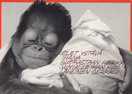 AFFE Tier Vintage Ansichtskarte Postkarte CPSM #PAN982.DE - Monkeys