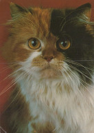 KATZE MIEZEKATZE Tier Vintage Ansichtskarte Postkarte CPSM #PAM084.DE - Katten