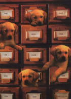 PERRO Animales Vintage Tarjeta Postal CPSM #PBQ612.ES - Dogs