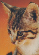 GATO GATITO Animales Vintage Tarjeta Postal CPSM #PAM266.ES - Cats