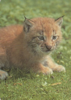 LINCE GATO GRANDE Animales Vintage Tarjeta Postal CPSM #PAM017.ES - Autres & Non Classés