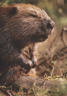 LOUTRE Animaux Vintage Carte Postale CPSM #PBS900.FR - Sonstige & Ohne Zuordnung