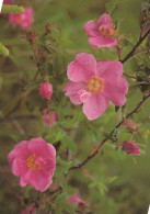 FLEURS Vintage Carte Postale CPSM #PAS545.FR - Fiori