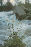 FLEURS Vintage Carte Postale CPSM #PAS485.FR - Fleurs