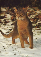 LYNX GROS CHAT Animaux Vintage Carte Postale CPSM #PAM018.FR - Autres & Non Classés