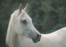 HORSE Animals Vintage Postcard CPSM #PBR915.GB - Caballos