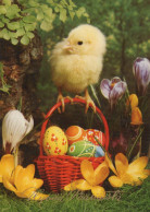 EASTER CHICKEN EGG Vintage Postcard CPSM #PBP076.GB - Pascua