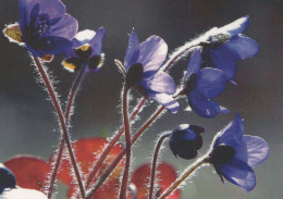 FLOWERS Vintage Postcard CPSM #PAR402.GB - Flores