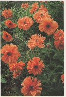 FLOWERS Vintage Postcard CPSM #PAR221.GB - Flores