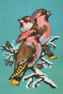 BIRD Animals Vintage Postcard CPSM #PAM832.GB - Vögel