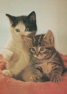 CAT KITTY Animals Vintage Postcard CPSM #PAM326.GB - Gatti