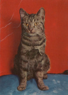 CAT KITTY Animals Vintage Postcard CPSM Unposted #PAM456.GB - Katten