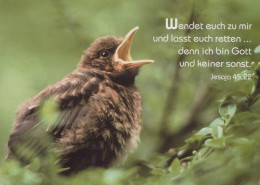 BIRD Animals Vintage Postcard CPSM #PAM771.GB - Vögel