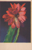 FIORI Vintage Cartolina CPSMPF #PKG012.IT - Flores