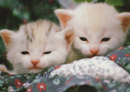 GATTO KITTY Animale Vintage Cartolina CPSM #PBQ995.IT - Katten