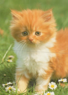 GATTO KITTY Animale Vintage Cartolina CPSM #PAM085.IT - Katten