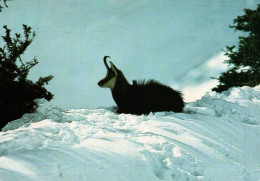 18752   Le CHAMOIS    Dans La Neige    Faune Des Montagnes (2 Scans) - Sonstige & Ohne Zuordnung