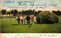 ARGENTINA / VISTA CAMPESTRE - Argentine