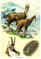 18753   Le CHAMOIS    ( Couple  Et Empreinte )   Faune Des Montagnes (2 Scans) - Otros & Sin Clasificación