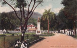 CEYLAN(KANDY) ARBRE - Sri Lanka (Ceylon)