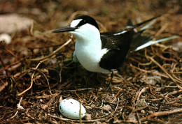 18756 Colonie Sooty  TERN, Bird Island Seychelles  (2 Scans) - Vögel