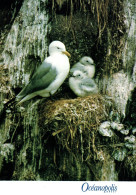 18757 MOUETTE TRYDACTYLE, Oiseau Des Côtes Bretonnes   (2 Scans) - Vögel