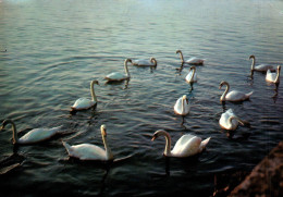 18758  Congrès De CYGNES   (2 Scans) - Birds