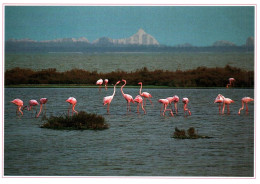 18759  Les Etangs Le Territoire Des FLAMANDS  ROSES    (2 Scans) - Birds