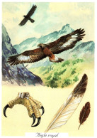 18761    L AIGLE ROYAL    Plume, Serre    (2 Scans) - Oiseaux