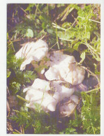 Postal Stationery Belarus 1999 Mushroom - Champignons