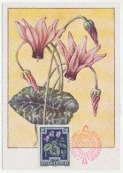 Maximum Card Austria 1949 Cyclamen - Autres & Non Classés