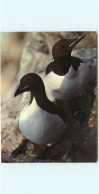 Norvège - Norway - Norge -Animaux - Oiseaux - Svalbard - Spitsbergen - Spitzbergen - Brunnich's Guillemots - Uria Lomvia - Noruega