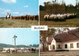 73265388 Bugac Rinder Und Schafherden  Bugac - Hongarije