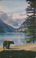 R016628 Black Bear Roamin In The Gloamin At Lake Louise. Banff National Park. 19 - Mondo