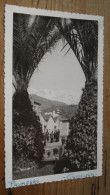 Carte Photo Palmeras, CANDELEDA   ............... BE2-18977 - Ávila