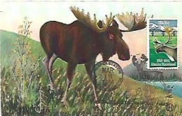 United States &  Maximum Card,  American Wild Life The Alaskan Bull Moose 1984 (888765) - Altri & Non Classificati