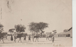 2419-227 Av 1905 N°474 Sénégal Transport Des Arachides Fortier Photo Dakar PIONNIERES  Retrait 25-05 - Sénégal