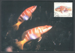 Cyprus 1993, Fish, Fishes, Nice Maxicard - Storia Postale