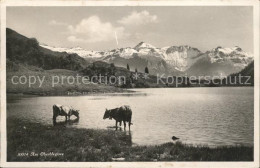 11653186 Oberblegisee Kuehe Am See Luchsingen - Andere & Zonder Classificatie