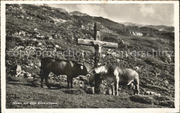 11653132 Klausenpass Kuehe Am Kreuz Klausenpass - Andere & Zonder Classificatie