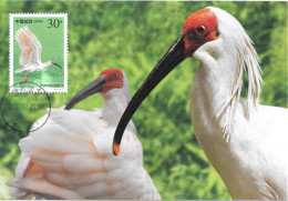 Crested Ibis  -  Ibis Nippon - Vögel